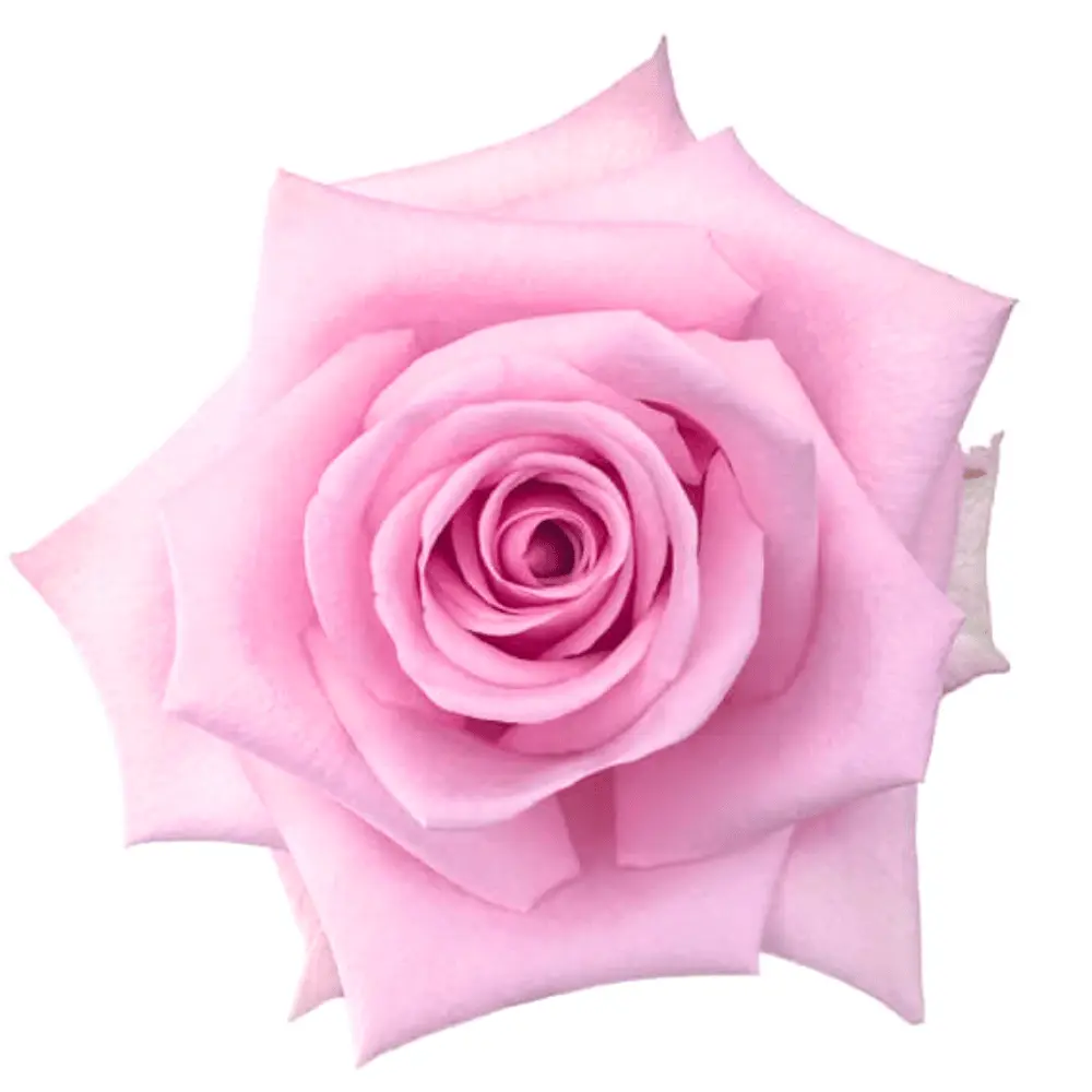 40cm Roses Medium Pink Sweet Cake
