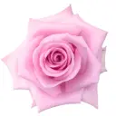 40cm Roses Medium Pink Sweet Cake