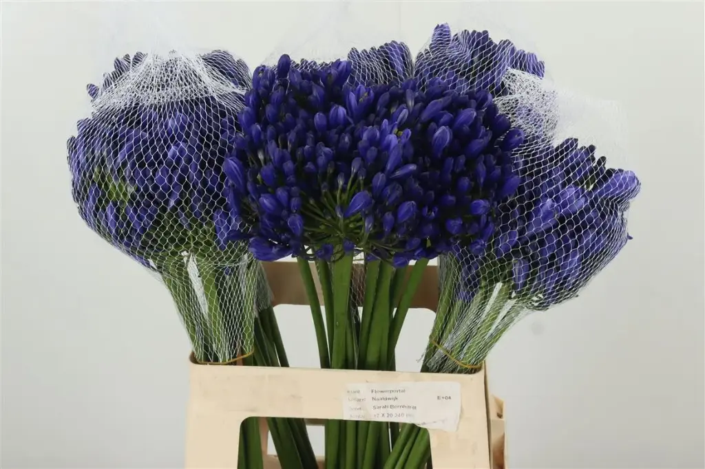 Agapanthus Uri Blue
