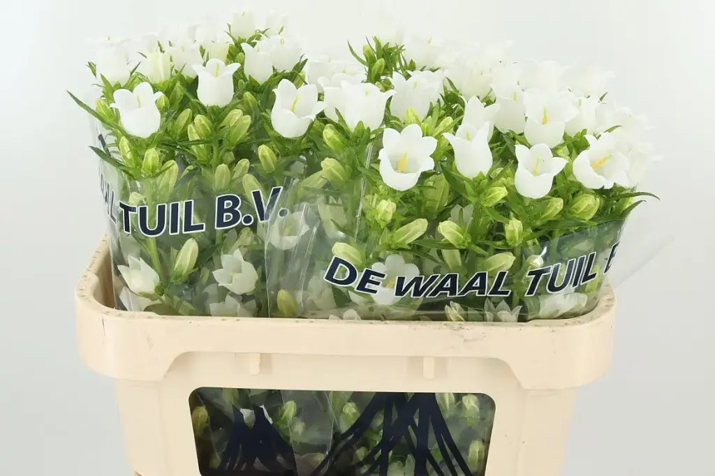 Campanula White 