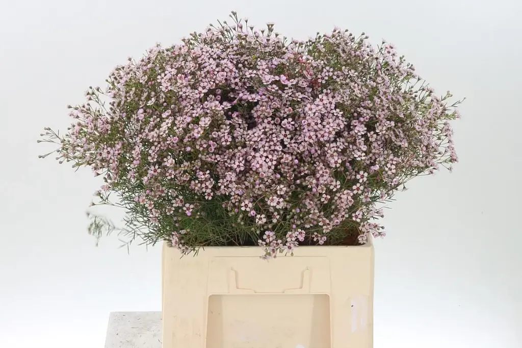 Wax Flower Jupiter Solar Light Pink 