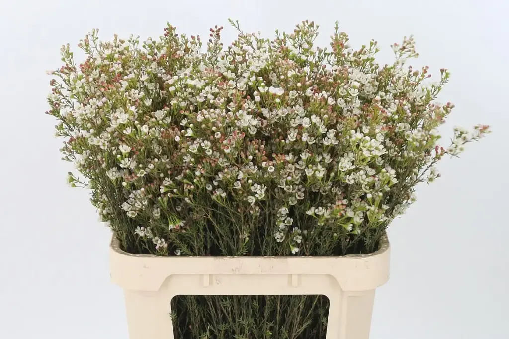 Wax Flower  White Maya 