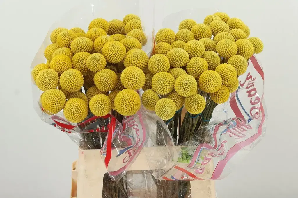 Craspedia Paintball Pop