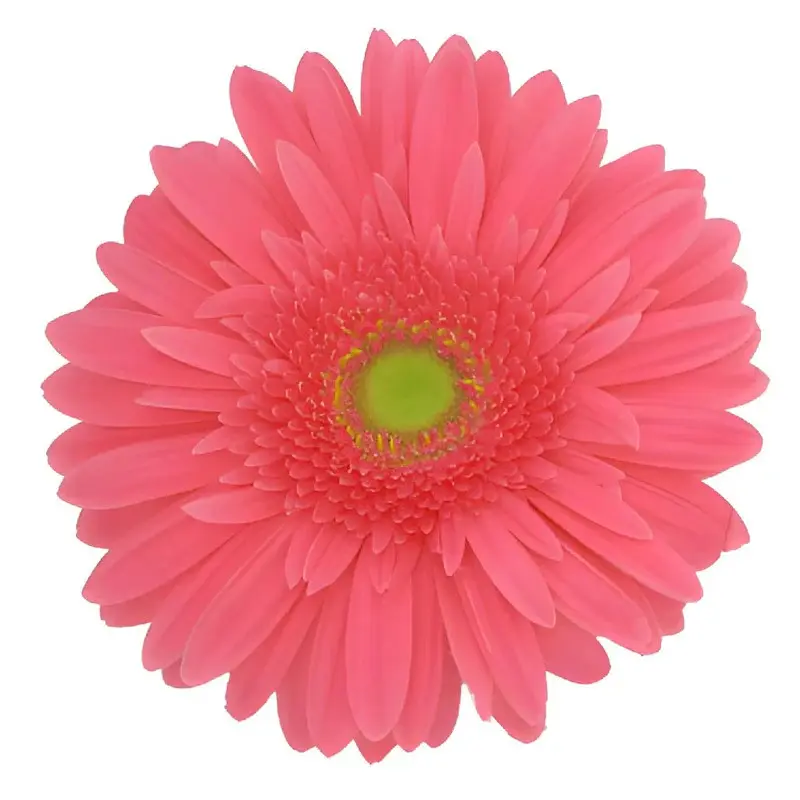 Gerbera Light Pink  (10ST)