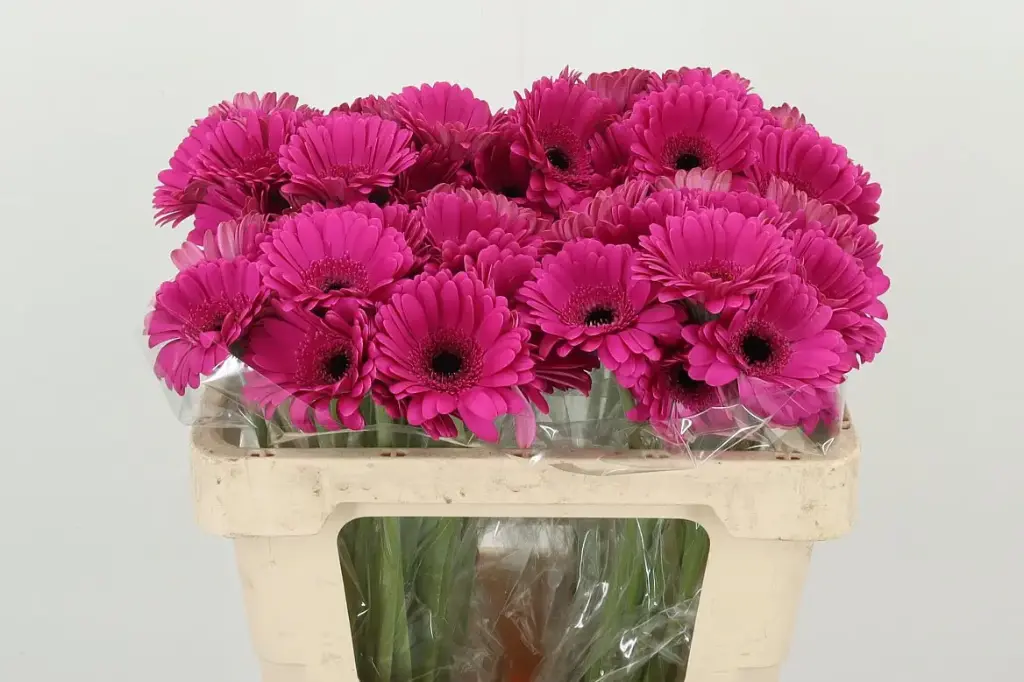 Gerbera Pink Anna 