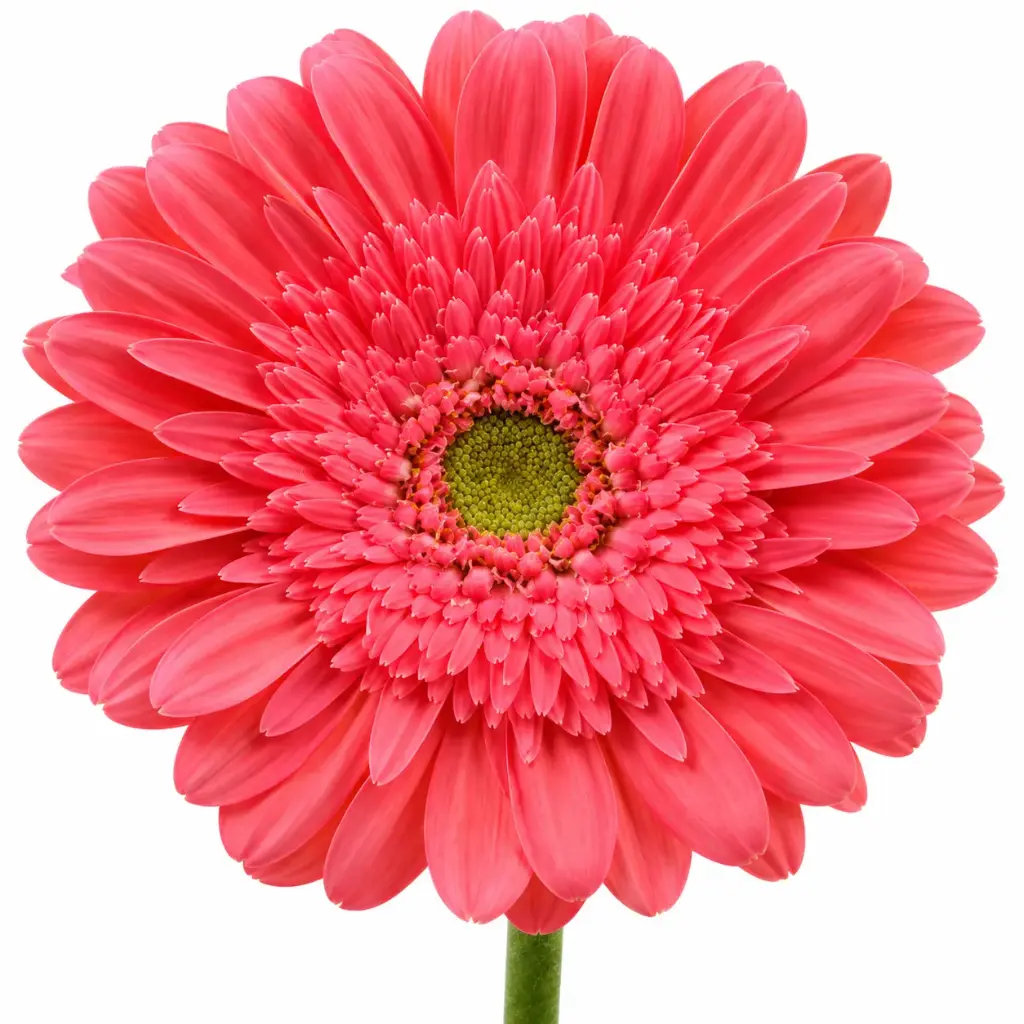 Gerberas Light Pink Petali (10st)