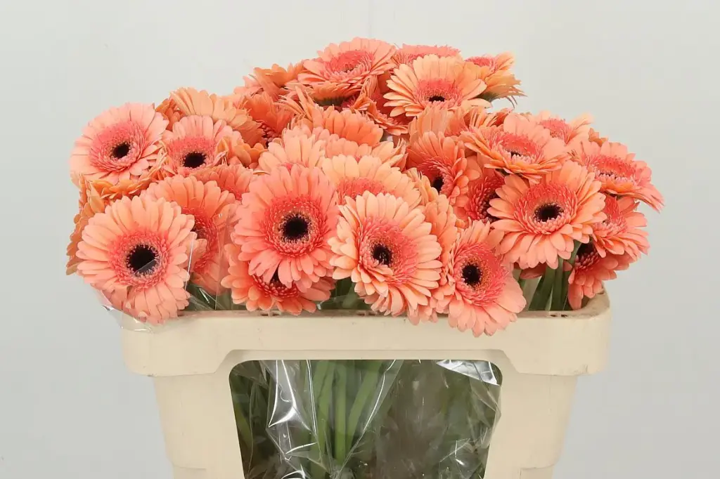 Gerbera Peach Cookie N Cream 