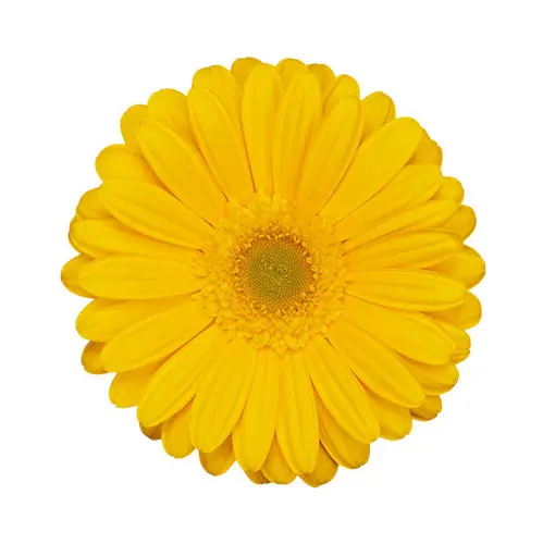 Gerberas Yellow (10ST)