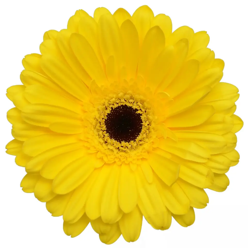 Gerberas Yellow (10ST)