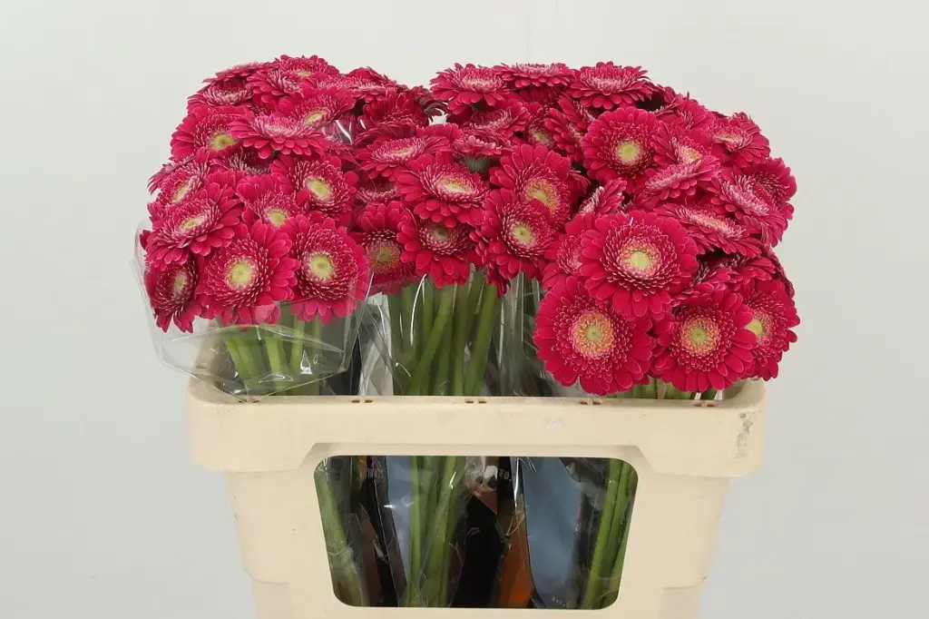 Gerbera Dark Pink Catania 