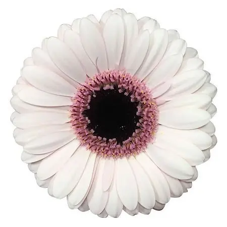 Gerbera White Prosecco 