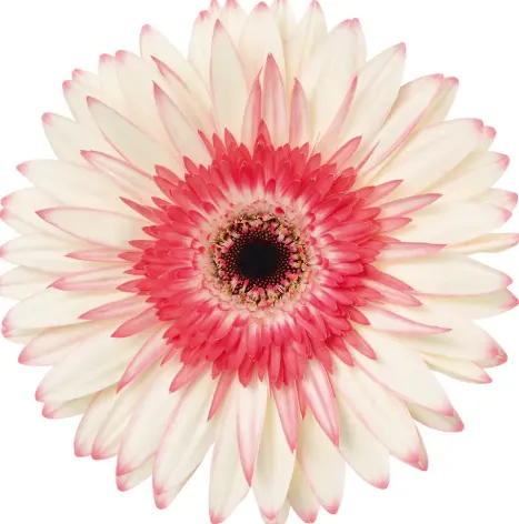 Gerbera Pink/White (10ST)