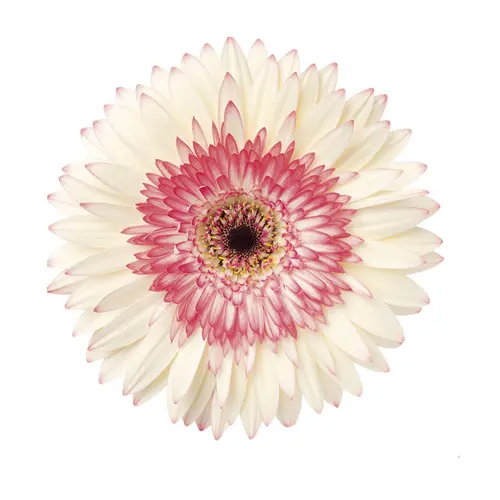 Gerberas Pink/White (10ST)