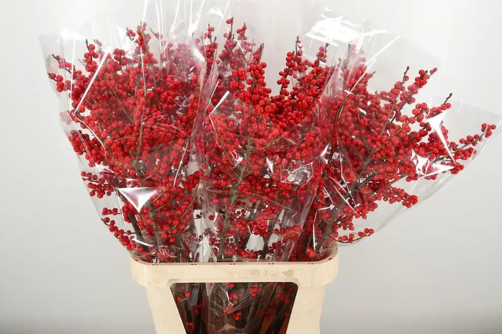 Winterberry Red Ilex 