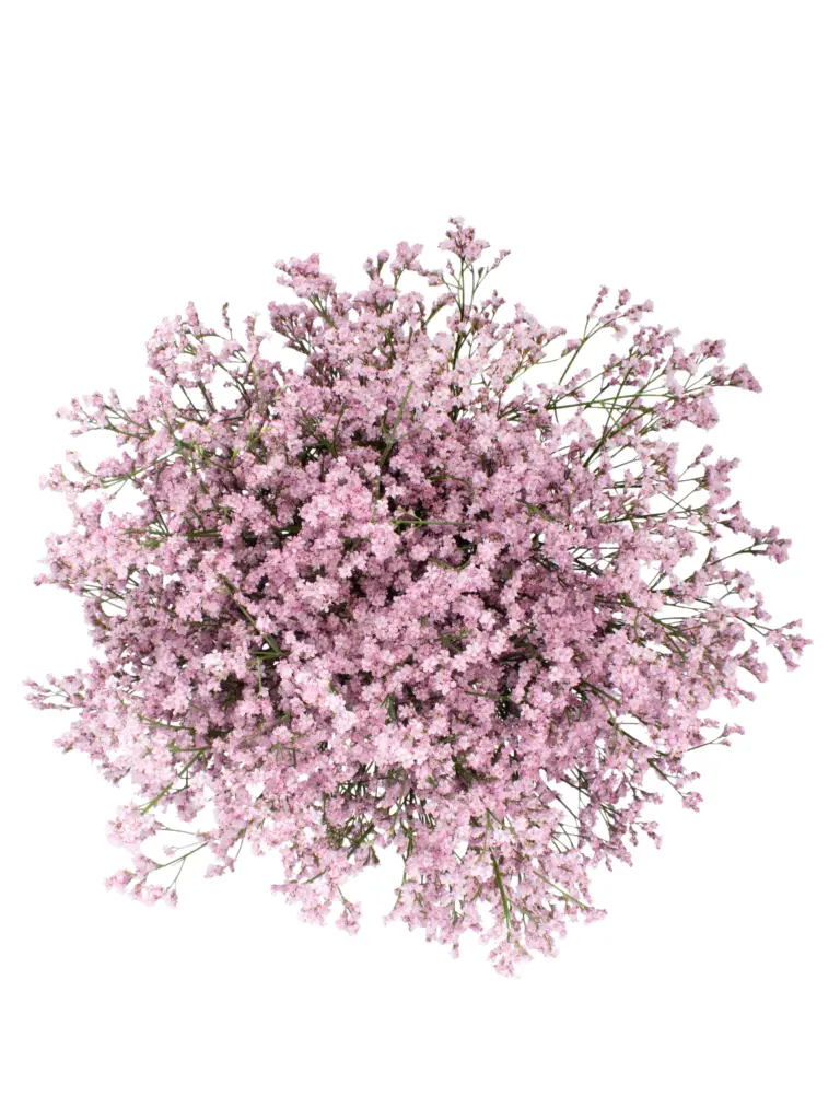 Caspia Light Pink Tropink