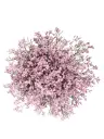 Caspia Light Pink Tropink