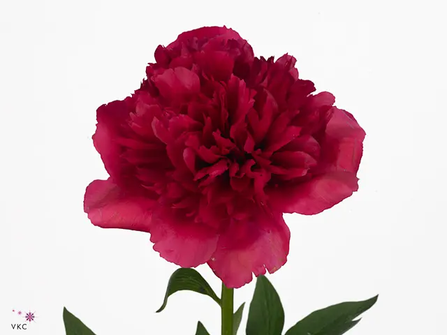 Peonies Dark Red Faithful