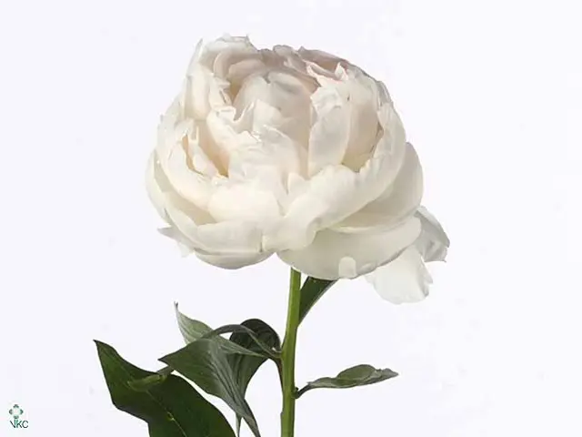 Peonies White Claude 