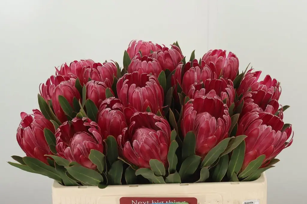  Protea Brenda 