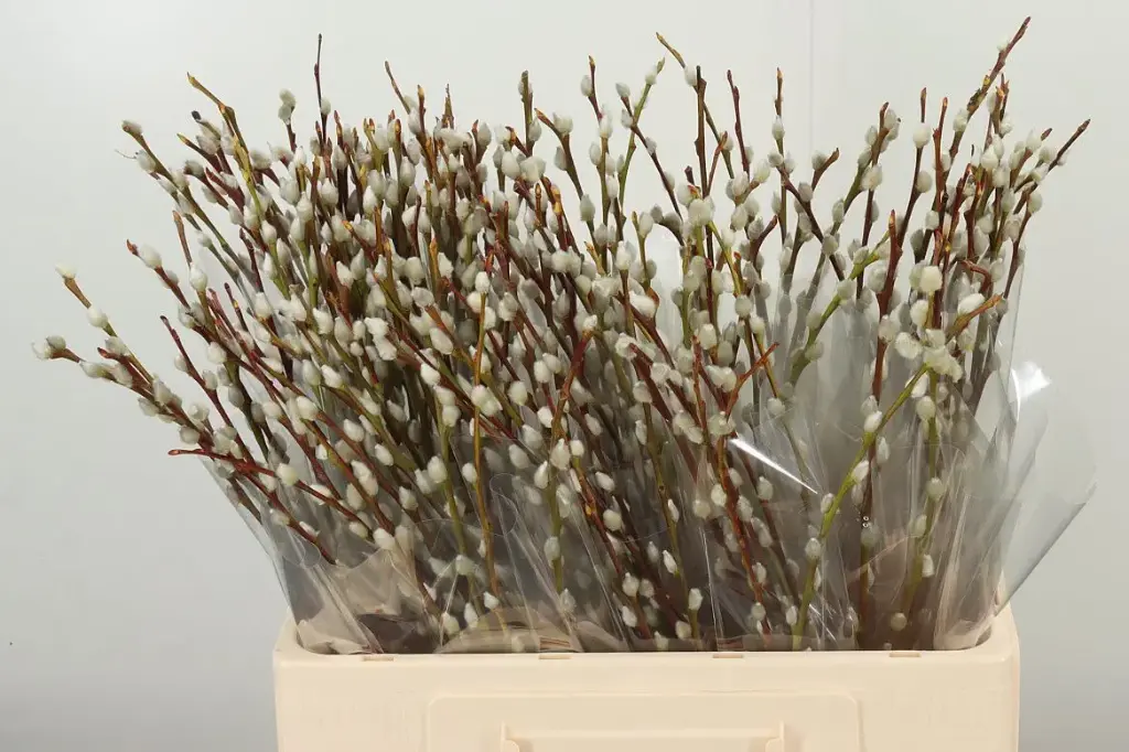 Pussy Willow 