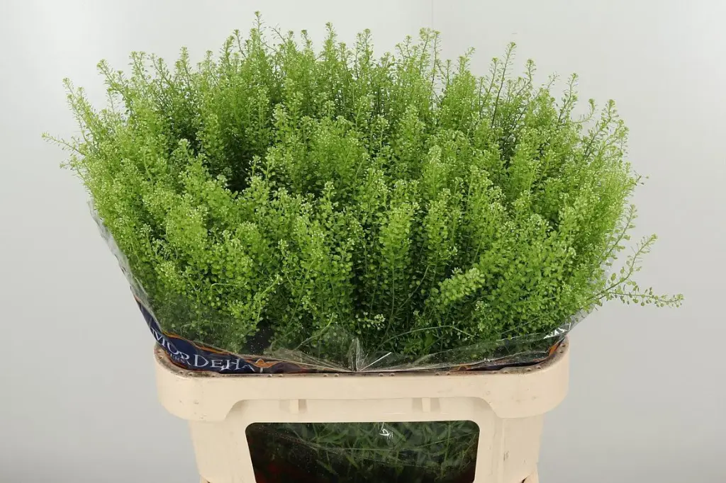 Lepidium - Pepper Grass
