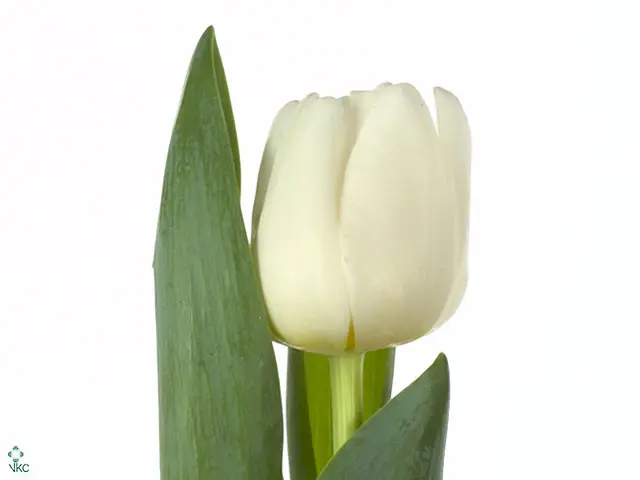 Tulips White Antartica 