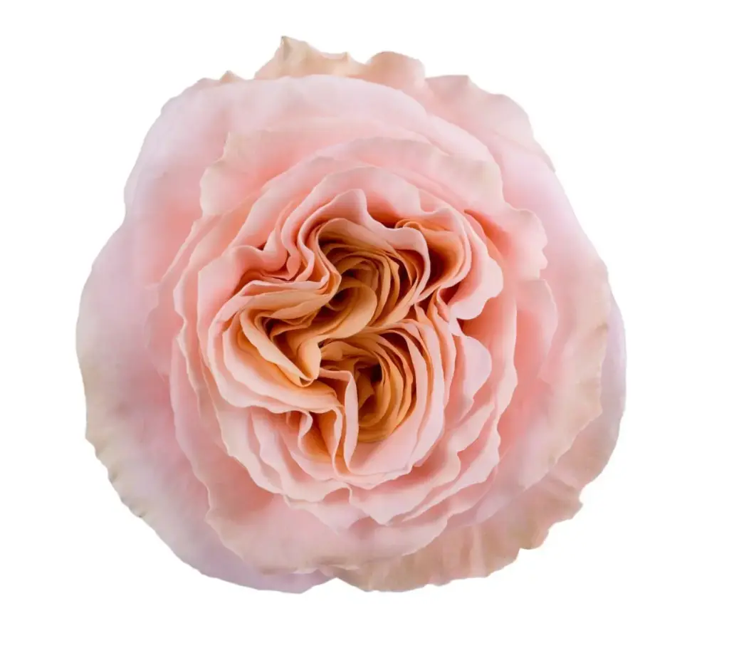 40cm Roses Peach Shimmer 