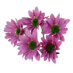 Daisies Lilac Rihana