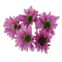 Daisies Lilac Rihana
