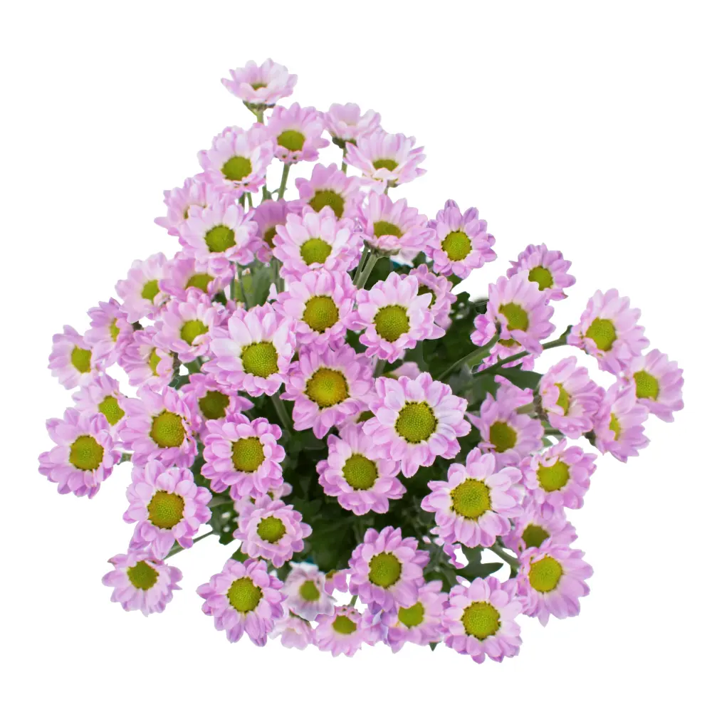 Iconfetti Soft Pink Pinklet 