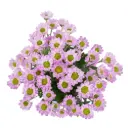 Iconfetti Soft Pink Pinklet 