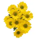 Micropom Yellow Superb
