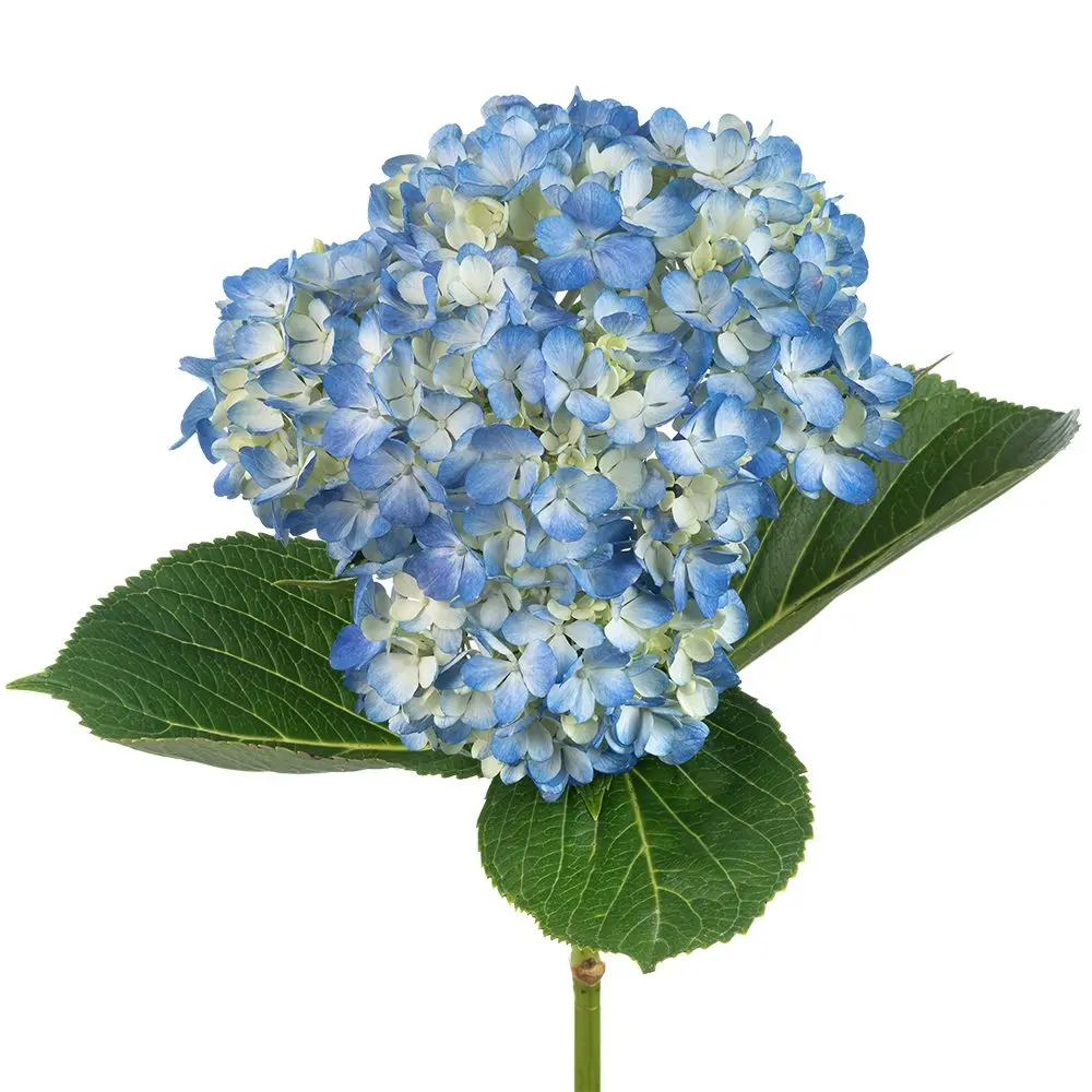 Hydrangeas Light Blue