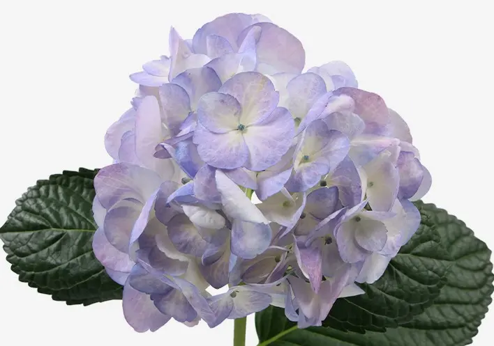 Hydrangeas Lilac 
