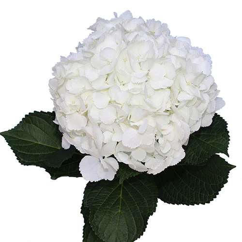 Hydrangeas White 