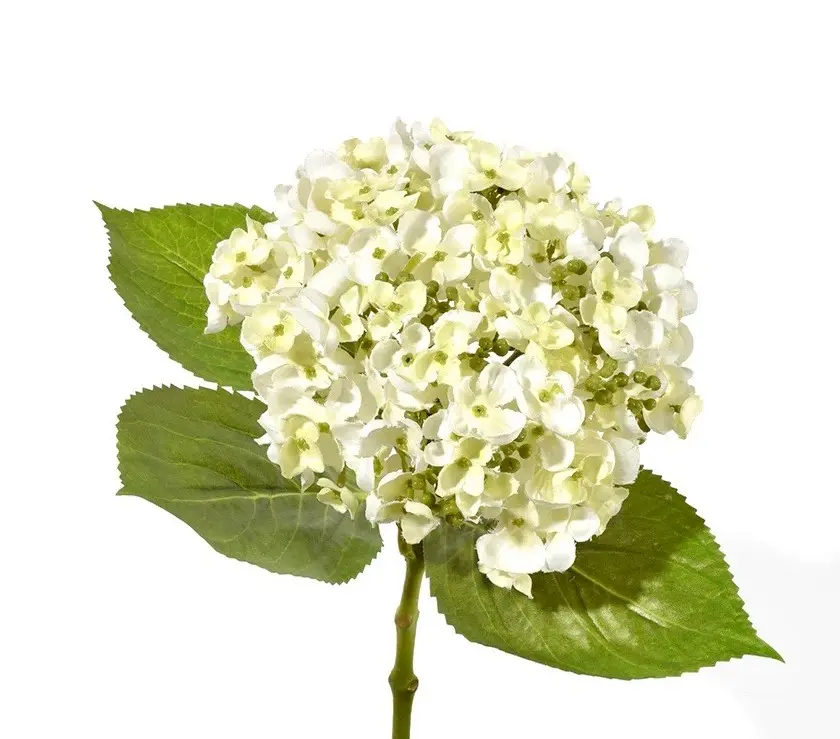 Hydrangeas White 