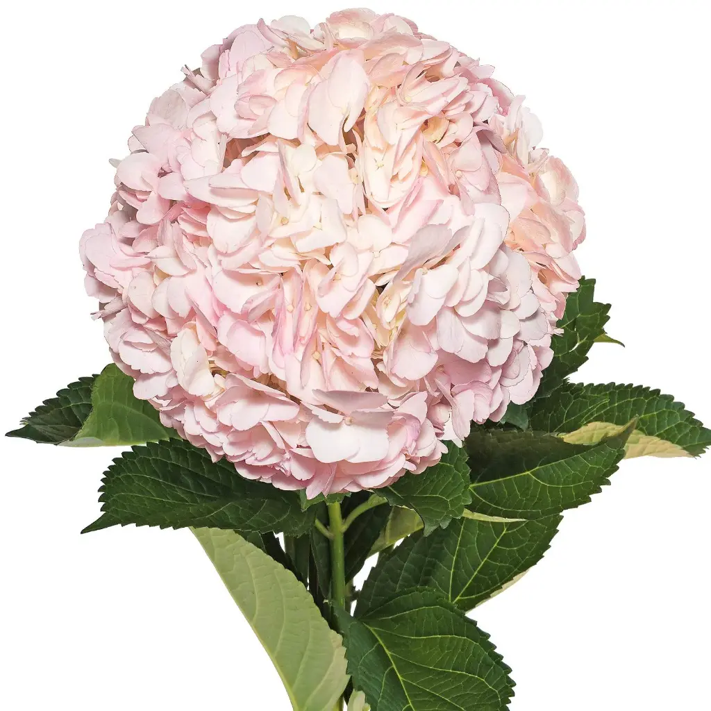 Hydrangeas Pink 
