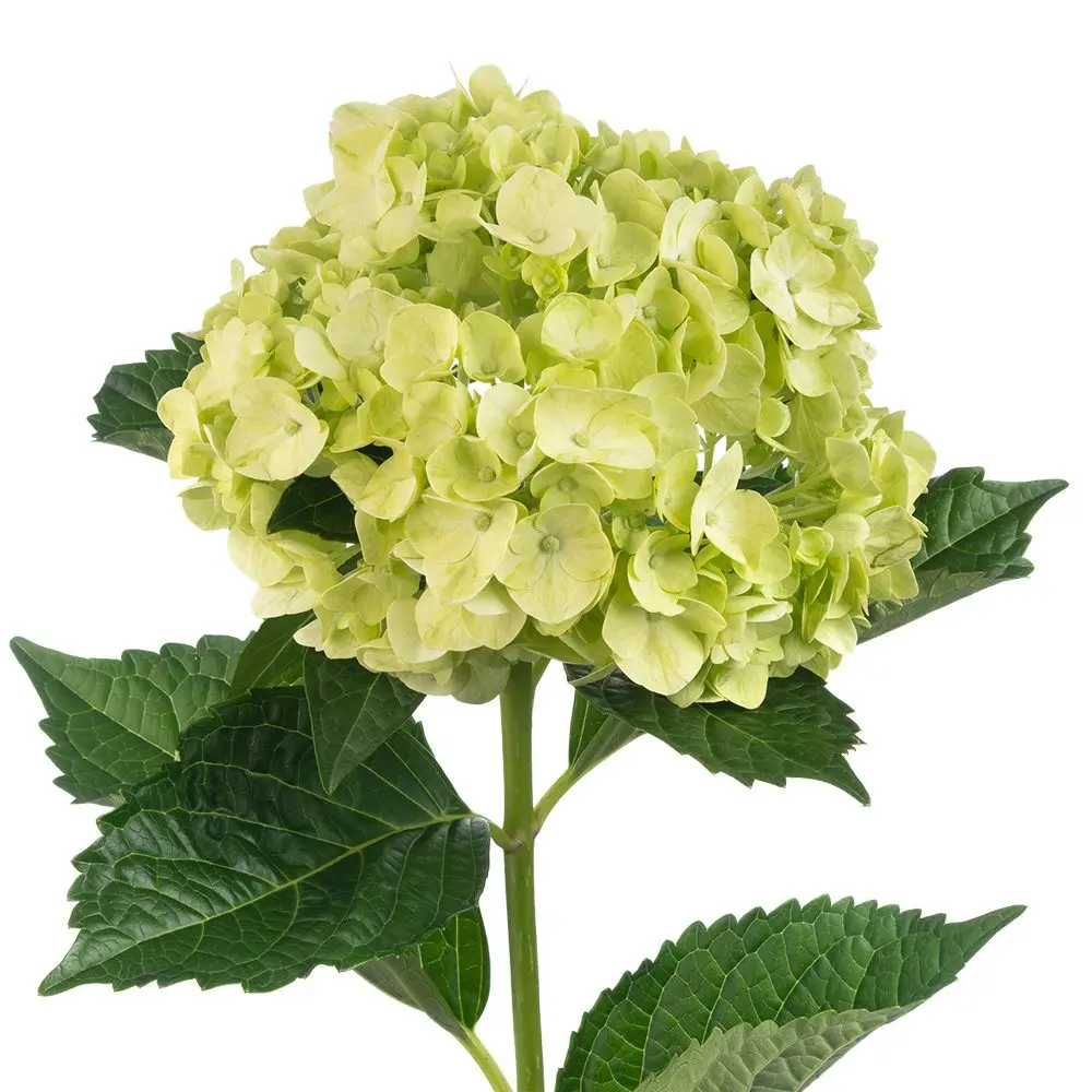 Hydrangeas Baby Green