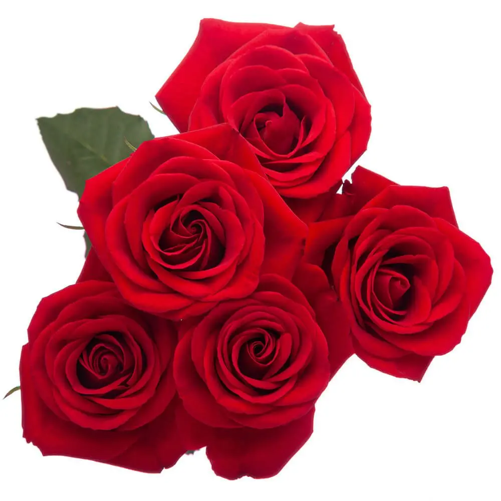 Spray Roses Red Scarlette Mimi 