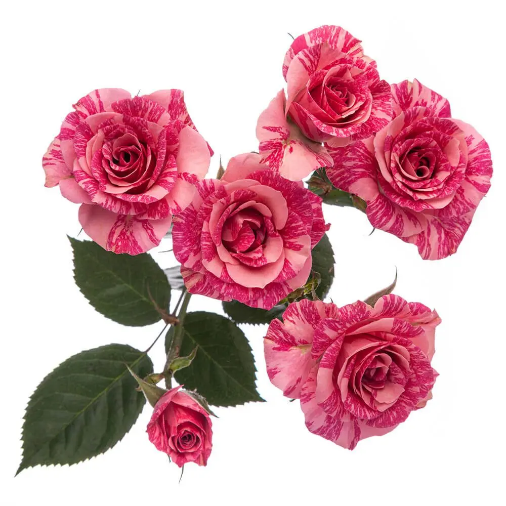 Spray Roses Variegated Pink Flash