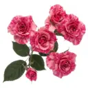 Spray Roses Bi-Color Pink Flash