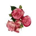 Spray Roses Bi-Color Pink/White Safina 