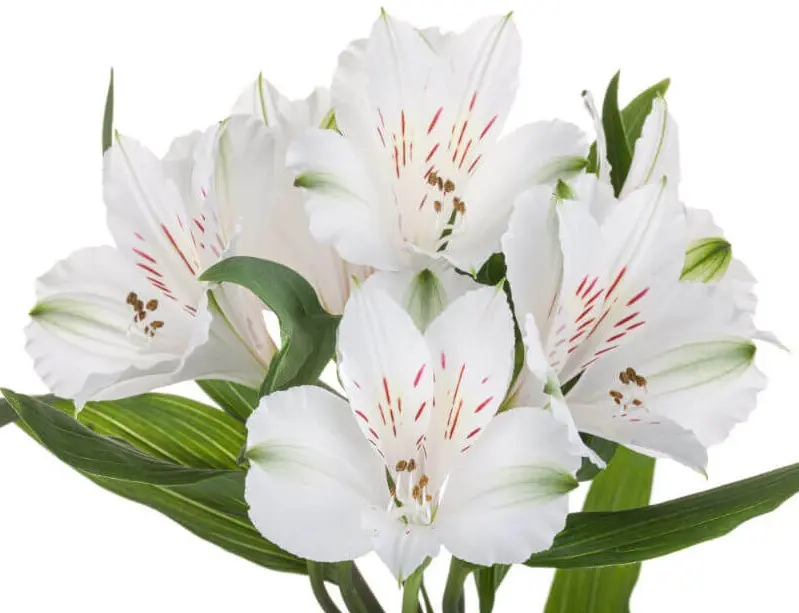 80cm Alstroemerias White Winterfell