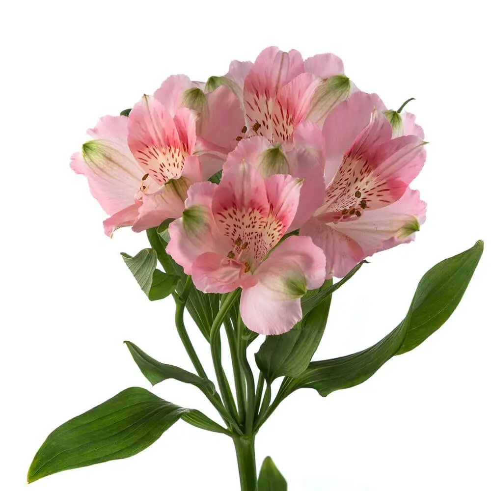 80cm Alstroemerias Light Pink Kitty