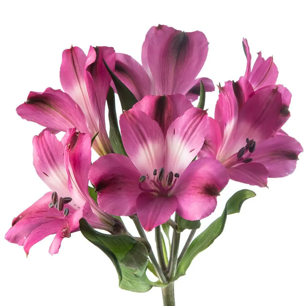 80cm Alstroemerias Bright Purple Orchid 