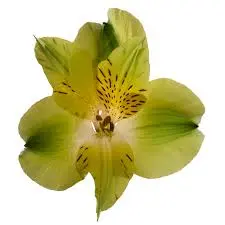  Alstroemerias Green