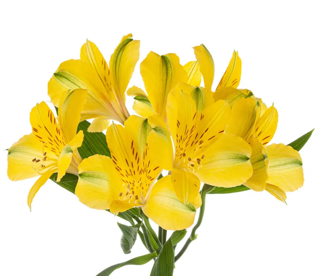 80cm Alstroemerias Yellow Sunny Lady