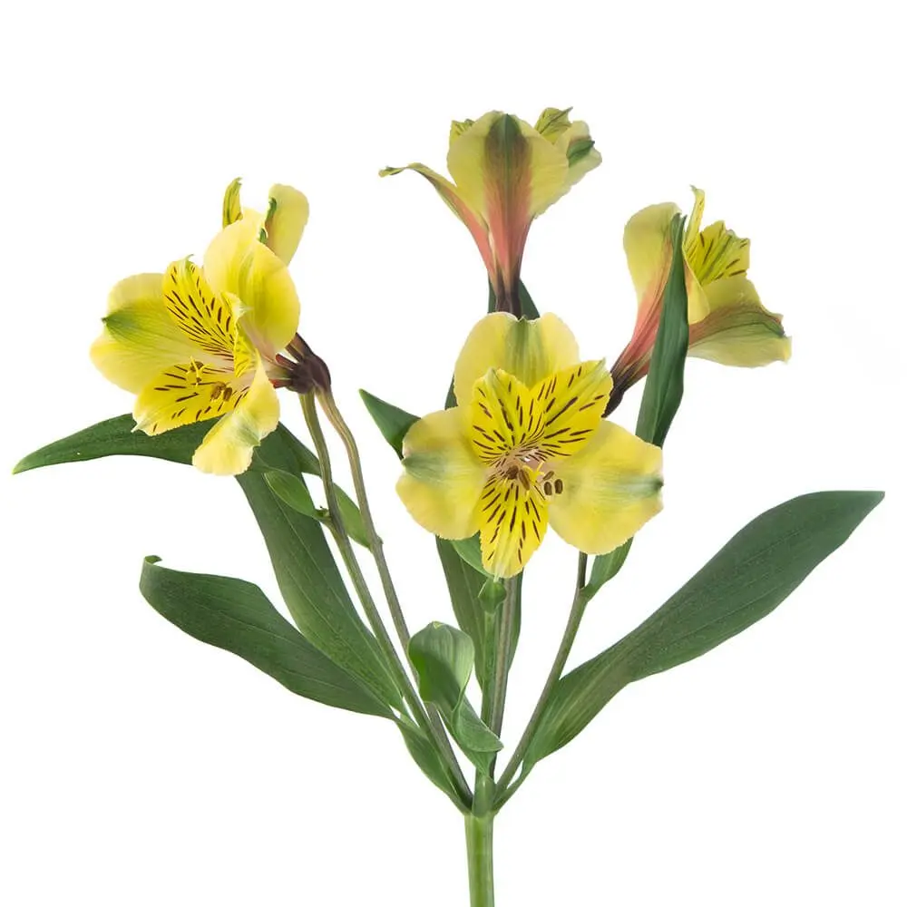 Alstroemerias Light Green
