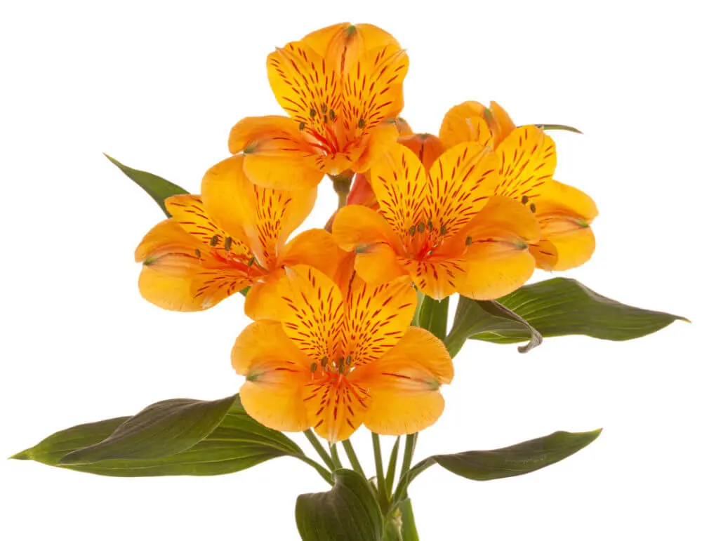 80cm Alstroemerias Orange Gypsy