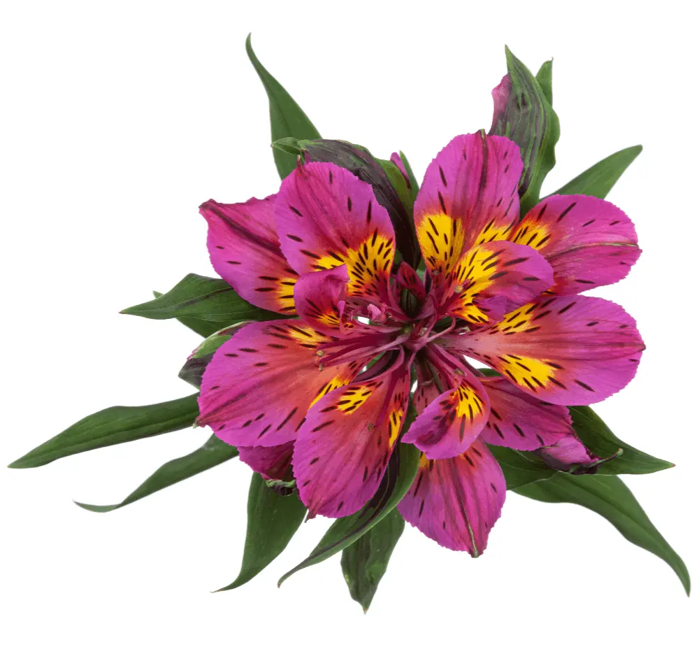 Astranovas Magenta Purple Merak